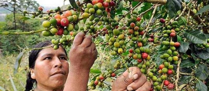 se-puede-replicar-el-exito-cafetalero-de-cajamarca-en-la-zon-25833